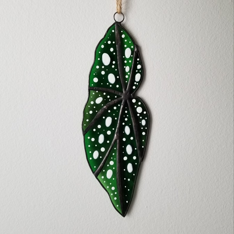 Begonia maculata Stained Glass Leaf Suncatcher Plant
