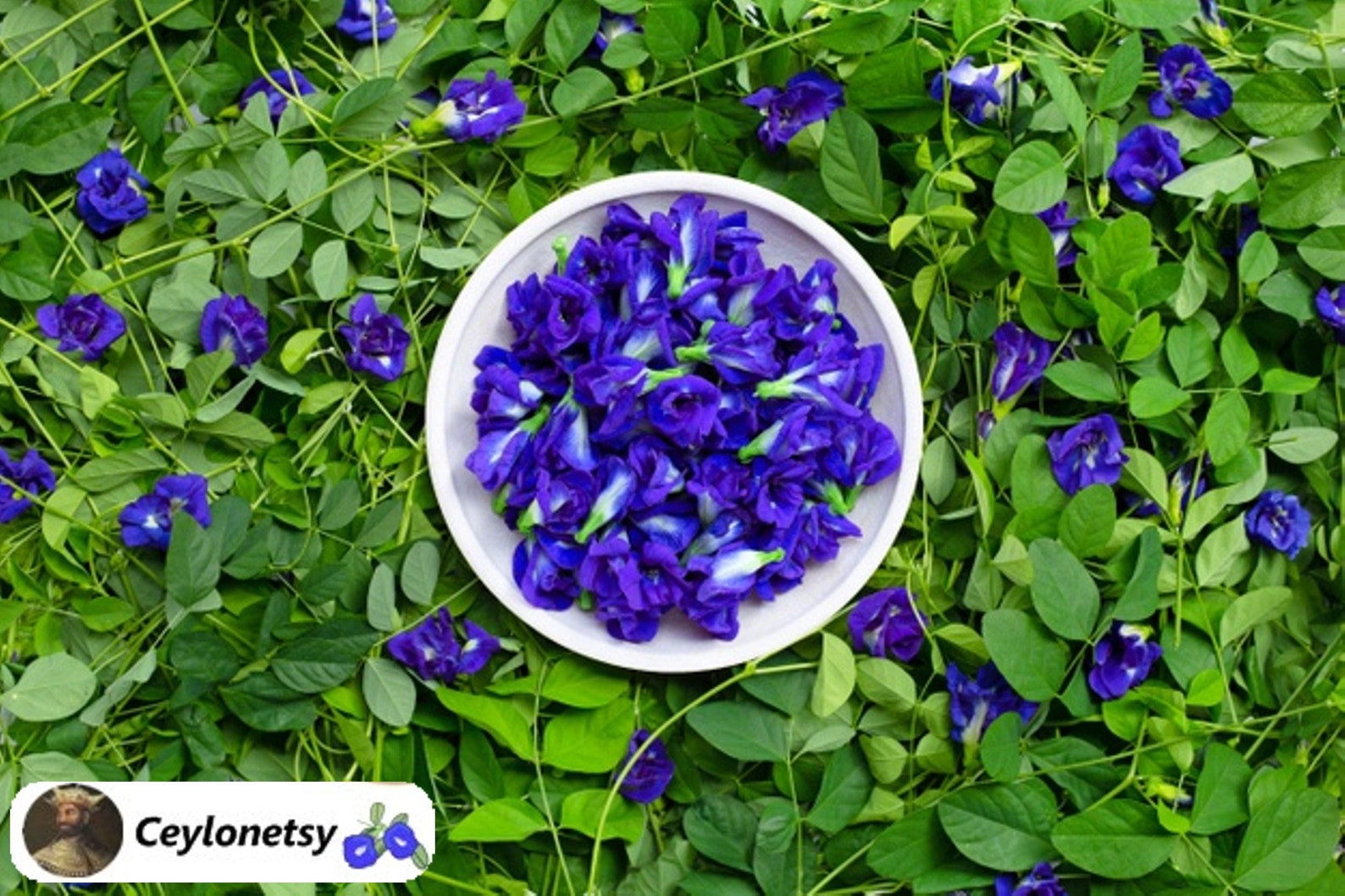 Blue Pea Flowers Organic Butterfly Blue Tea 100 Organic Tea Etsy