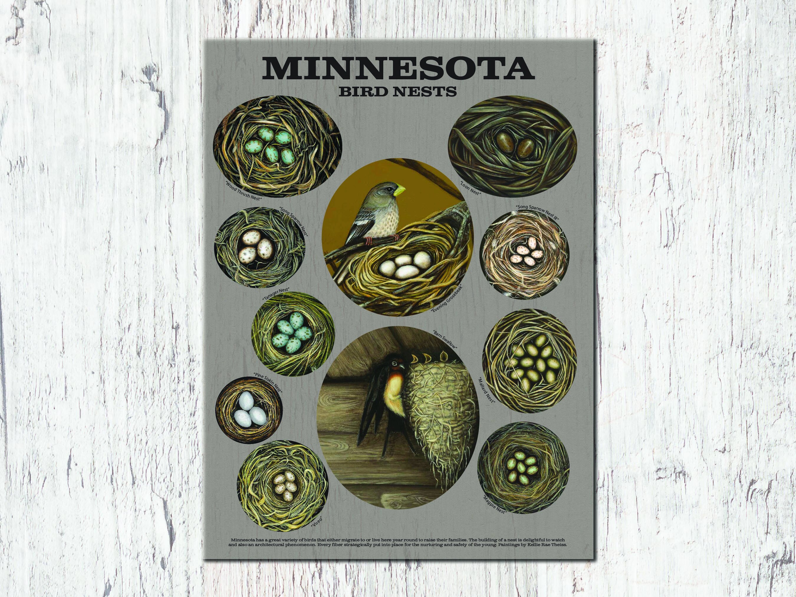 Minnesota Bird Nests 18x24 Poster Etsy