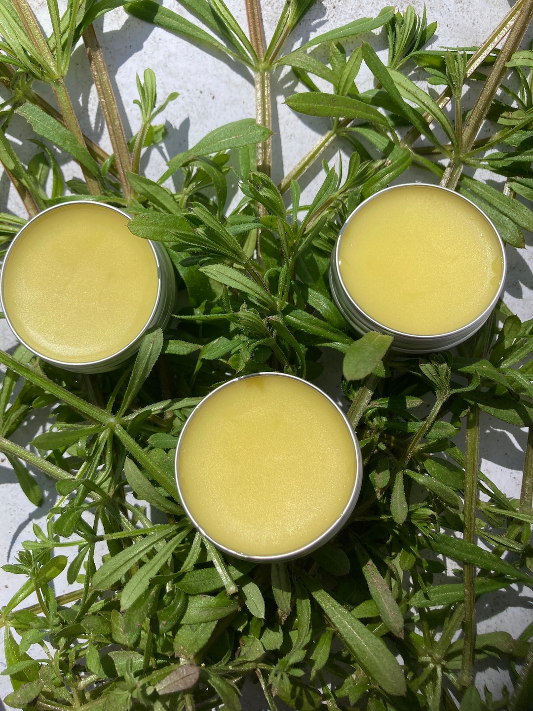 Cleavers Salve/ Balm/ Herbal/ Wildcrafted/ Natural /eczema/skin Etsy UK
