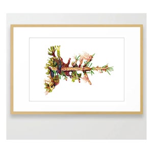 Seaweed on Pine - Original Watercolor Painting -Art Print