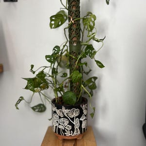 Pode incluir: Um poste de musgo verde com uma planta monstera crescendo nele. A planta está em um vaso de cerâmica preto com um desenho de cogumelos brancos. O vaso está em uma prateleira de madeira.