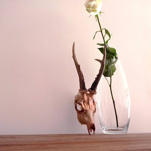 Fall Sale! | Antique Gold Real Roe Deer | Roe Deer Skull | Mother&#39;s Day | | Home Decor Viking Handmade Gift Western Wall Art Gold Ornament