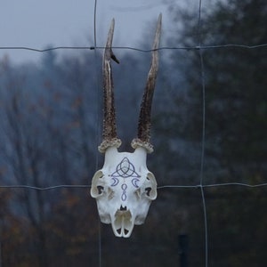 Triquetra Painted Roe Deer Skull | Real European Roe Deer Skull | Equinox Gift Holiday Wicca | Witchery art and supplies Wall art home decor
