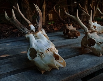 Random LOW PRICE Roe Deer SKULL Real European Roe deer skull | Plain skull | Skull carving  home decor deer antler sheds present set vikings