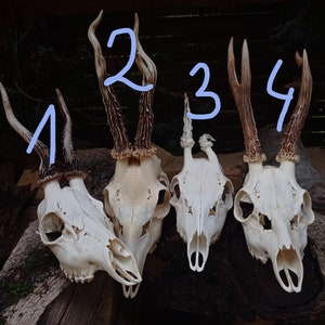 Freak Unique Original Antlers Real European Roe deer skull Plain skulls with unique antlers Skull carving home decor deer antler sheds image 10