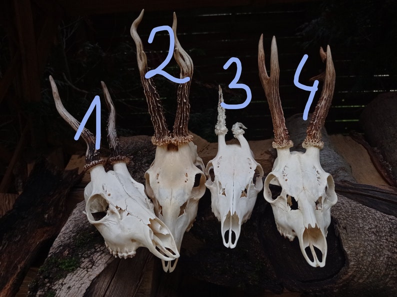 Freak Unique Original Antlers Real European Roe deer skull Plain skulls with unique antlers Skull carving home decor deer antler sheds image 10