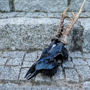Knight Armor Gemstone Real European Roe Deer Skull | Skull Carving Gemstone Skull Deer Skull | Home Decor Modern Rustic