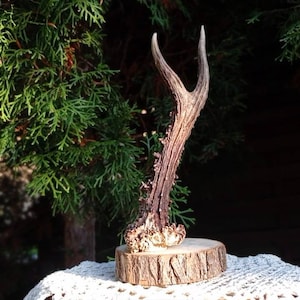 Real European Roe Deer Ring Tree | Natural Home Decor | Eco Jewelry Holder | Skull Carving Perfect gift | Viking Christmas Present