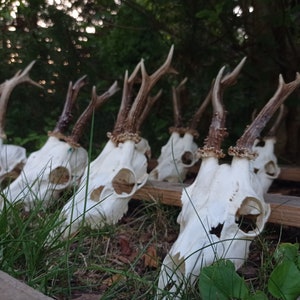 Random Real European Roe deer skull Discount Plain skull Skull carving home decor deer antler sheds set 5 Original Antlers image 8