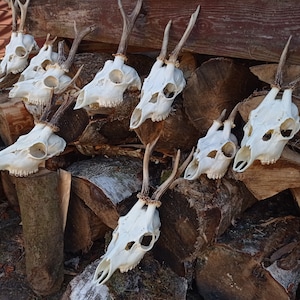 Random Real European Roe deer skull Discount Plain skull Skull carving home decor deer antler sheds set 5 Original Antlers image 1