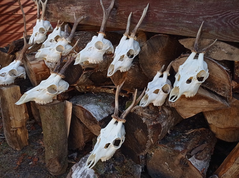 Random Real European Roe deer skull Discount Plain skull Skull carving home decor deer antler sheds set 5 Original Antlers image 1