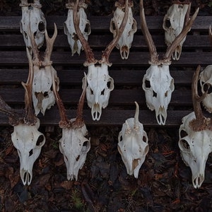 Random Real European Roe deer skull Discount Plain skull Skull carving home decor deer antler sheds set 5 Original Antlers image 2