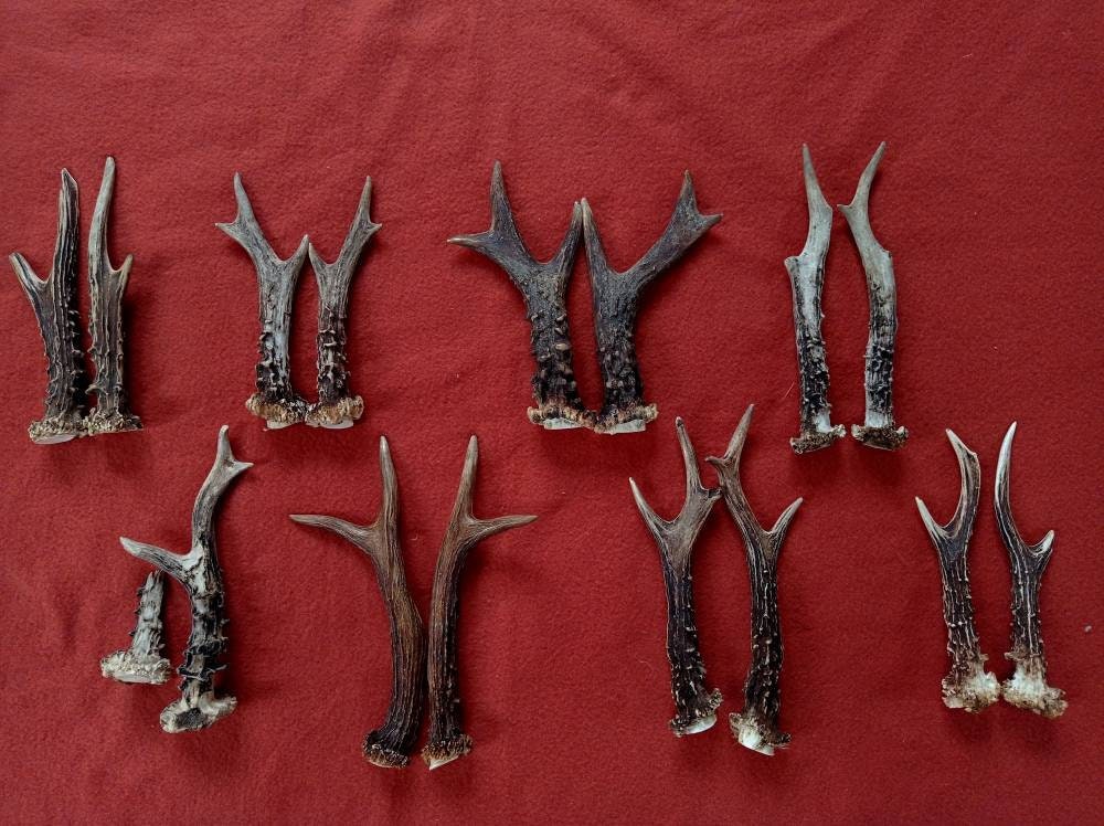Real Roe Deer Antlers Real European Roe Deer Antlers | Etsy