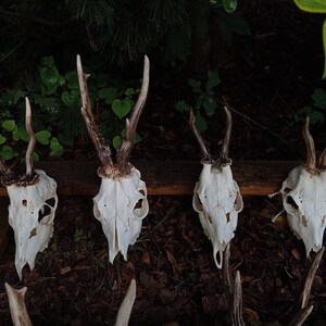 Random Real European Roe deer skull Discount Plain skull Skull carving home decor deer antler sheds set 5 Original Antlers image 5