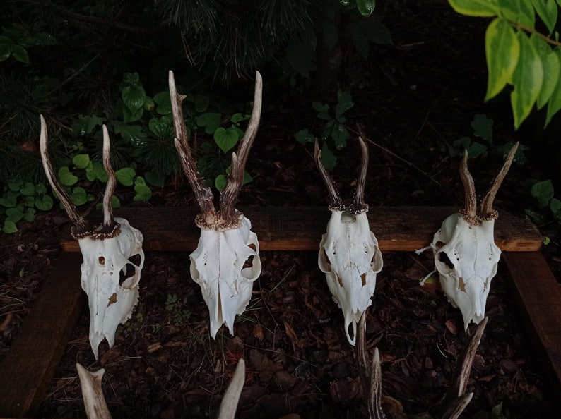 Random Real European Roe deer skull Discount Plain skull Skull carving home decor deer antler sheds set 5 Original Antlers image 5