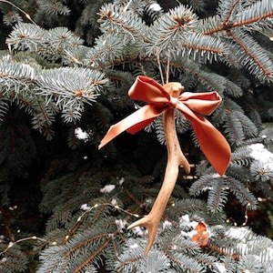 Christmas Tree Ornament | Real European Roe Deer Antler| Bow Antler | Holiday Rustic Decor Skull Carving Antlers Shed Hunting 15 dollar gift