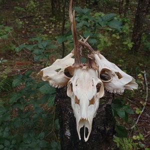 Random Real European Roe deer skull Discount Plain skull Skull carving home decor deer antler sheds set 5 Original Antlers image 4