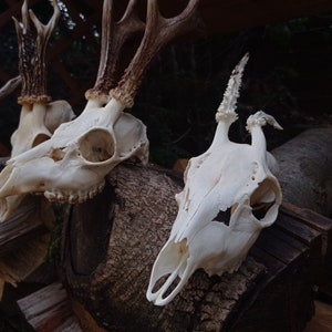 Freak Unique Original Antlers Real European Roe deer skull Plain skulls with unique antlers Skull carving home decor deer antler sheds image 2