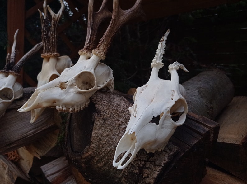 Freak Unique Original Antlers Real European Roe deer skull Plain skulls with unique antlers Skull carving home decor deer antler sheds image 2