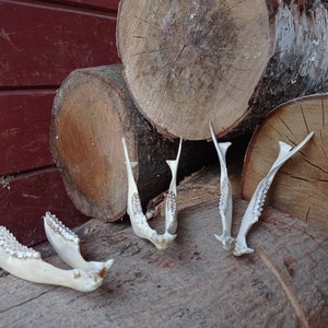 Lower Jaw Bone Real Roe Deer Lower Jaw Bone | Real Bone Roe Deer European Roe Deer Bone Jaw Bone Skull Carving