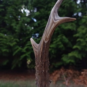 Antler| Real European Roe Deer Antler| Carved Antler | Rustic Decor Skull Carving Antlers Sheds Shed Hunting 10 dollar gift