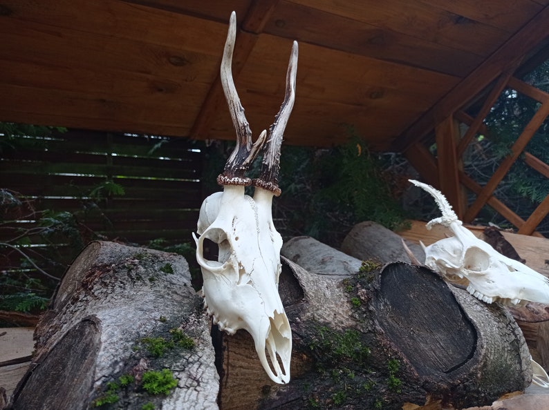 Freak Unique Original Antlers Real European Roe deer skull Plain skulls with unique antlers Skull carving home decor deer antler sheds image 7
