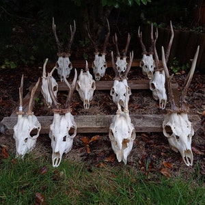 Random Real European Roe deer skull Discount Plain skull Skull carving home decor deer antler sheds set 5 Original Antlers image 6