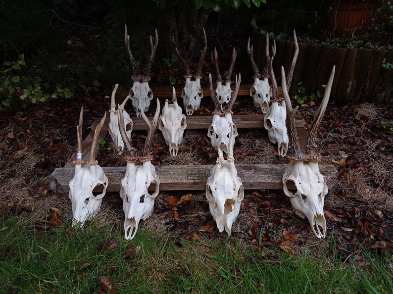 Random Real European Roe deer skull Discount Plain skull Skull carving home decor deer antler sheds set 5 Original Antlers image 6