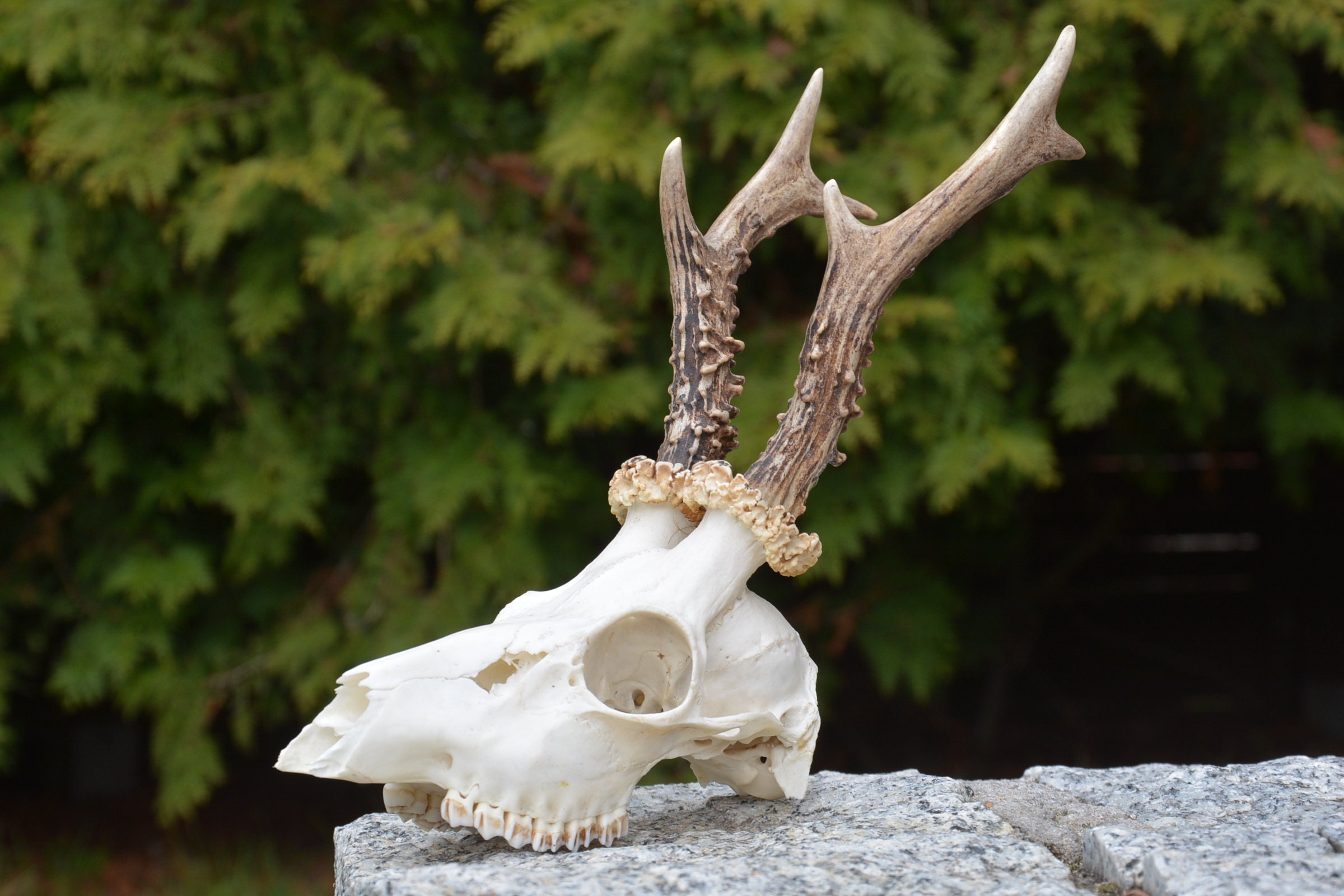 Real European Roe deer skull Plain skull Skull carving painting possible home decor deer antler sheds Unique Runes present set vikings