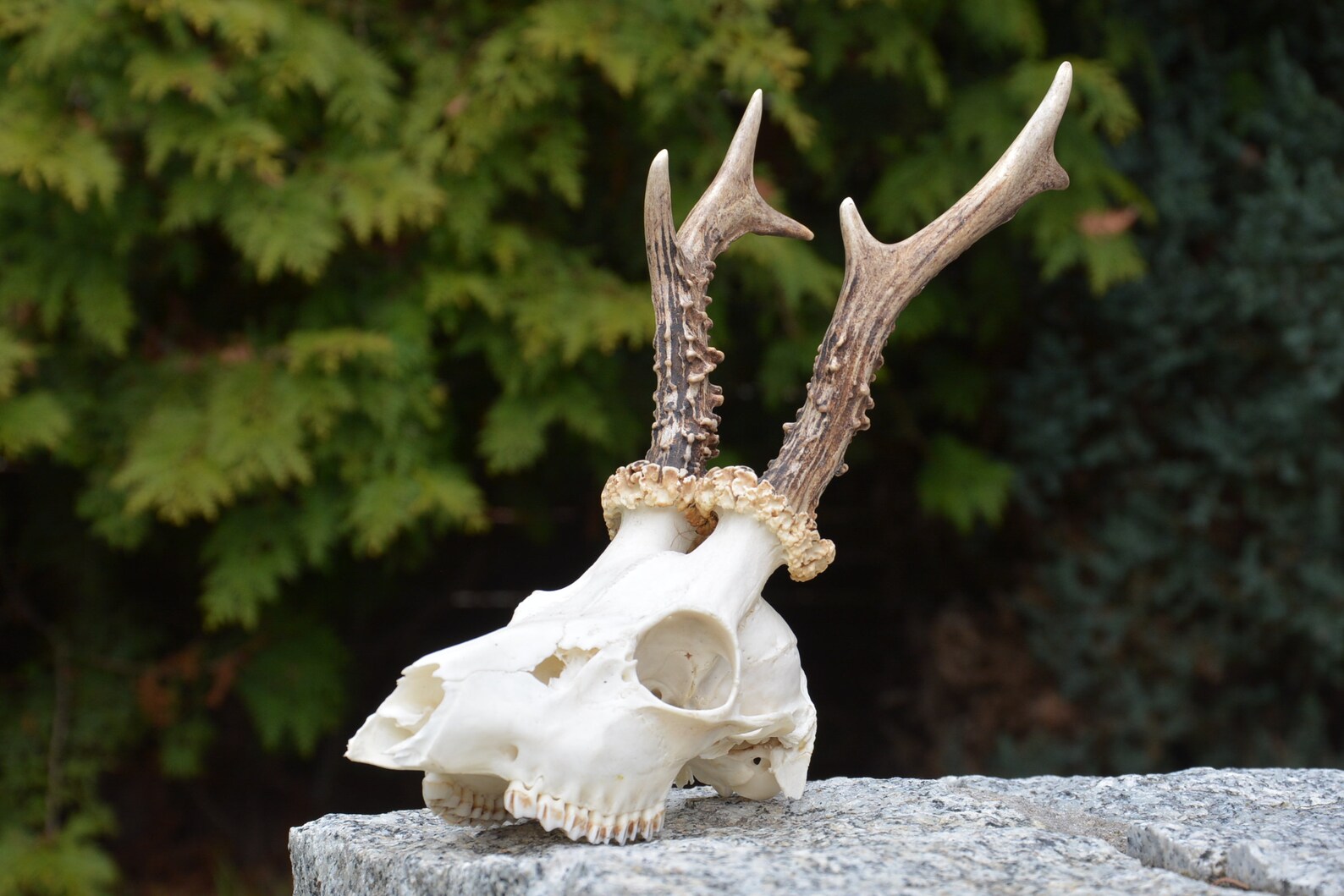 Appendiabiti Da Parete Con Cervo - Italia - Foto 2