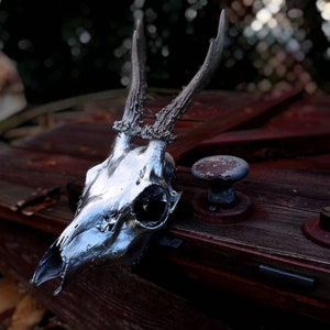Cyber Silver Real European Roe Deer skull | painted skull carving possible | white skull gift set viking roe deer antlers | Halloween decor