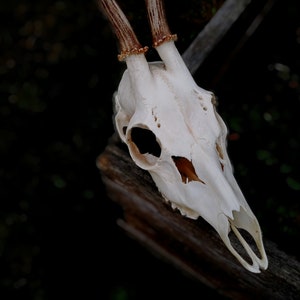 Random Real European Roe deer skull Discount Plain skull Skull carving home decor deer antler sheds set 5 Original Antlers image 10