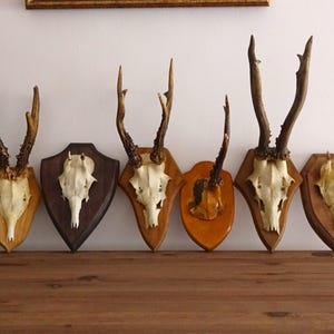 CHEAPER Vintage Wooden Plaque Roe Deer Wall Hangings | Real roe deer skulls | Rustic home decor | Old fashioned hurting trophy | Hunt gift