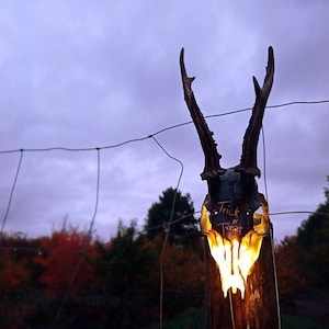 Trick or Treat Lighten Roe Deer Skull Lamp | Real Deer Skull | Roe Deer Antlers | Halloween decor witch supplies | Wall Decor Rustic Goth