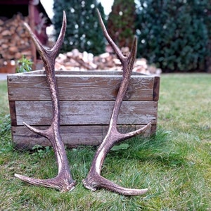 Real Red Deer Antlers | White Real European Red Deer Sheds | Red Deer Wreath | Viking Set Skull Carving | Real Antlers Red Deer  | Unique