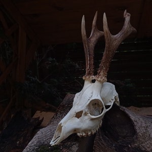 Freak Unique Original Antlers Real European Roe deer skull Plain skulls with unique antlers Skull carving home decor deer antler sheds image 6