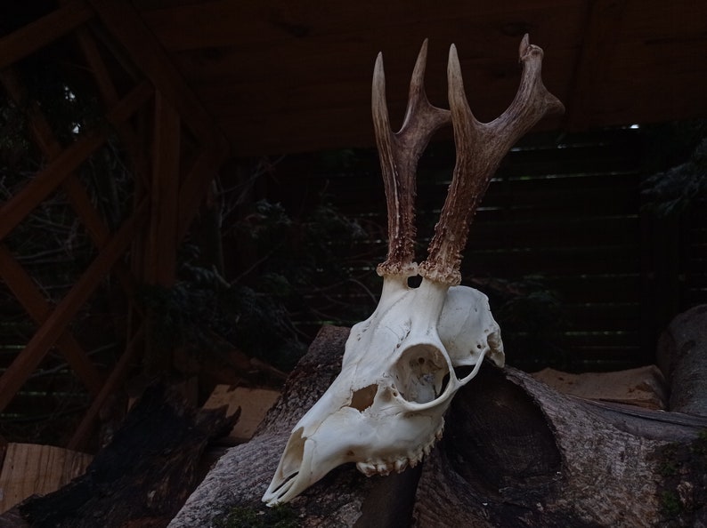 Freak Unique Original Antlers Real European Roe deer skull Plain skulls with unique antlers Skull carving home decor deer antler sheds image 6