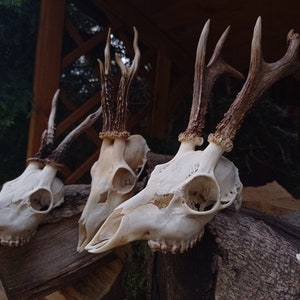 Freak Unique Original Antlers Real European Roe deer skull Plain skulls with unique antlers Skull carving home decor deer antler sheds image 3