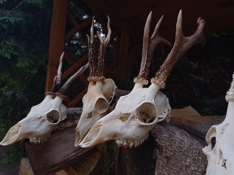 Freak Unique Original Antlers Real European Roe deer skull Plain skulls with unique antlers Skull carving home decor deer antler sheds image 3