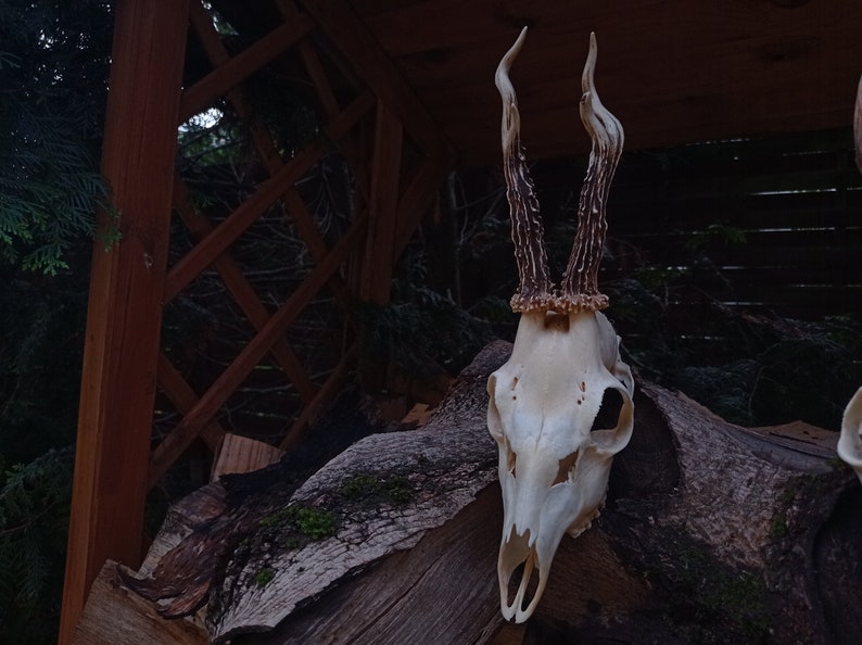 Freak Unique Original Antlers Real European Roe deer skull Plain skulls with unique antlers Skull carving home decor deer antler sheds image 4