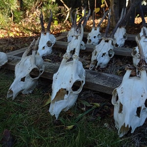 Random Real European Roe deer skull Discount Plain skull Skull carving home decor deer antler sheds set 5 Original Antlers image 9