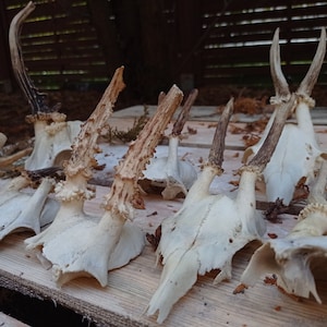 SKULL CUPS Reh Geweih, Reh Schädel Geweih, Schädel Reh Geweih, Reh Geweih Schädel, Reh Geweih Schädel, Reh Geweih Schädel, Reh Geweih Schädel, Reh Geweih Schädel, Hirsch Geweih Schädel