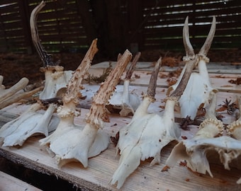Random Roe deer SKULL CUPS, Real European Roe deer skull caps, Discount Plain skull, Skull carving, home decor deer antler, shed present