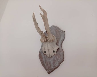 Wooden Plaque | Wall Hanging | Home Decor| Skull Carving | Rustic Witchery Viking Unique Gift Antler Mount Roe deer skull Roe deer antlers