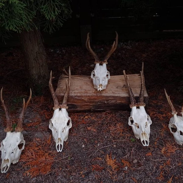 In Stock! Unique Real European Roe deer skull | Discount Plain skull | Skull carving  home decor deer antler sheds |  set 5 Original Antlers