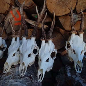 Ordentliche Reh Schädel | Noble Real Reh Skulls Rustikale Wohnkultur Halloween Wikinger Hexen Skulls Echtes Geweih Deere Schädel schnitzen