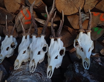 Neat Roe Deer Skulls | Classy Real Roe Deer Skulls Rustic home decor Halloween Viking Witches Skulls Real Antlers Deere skull carving