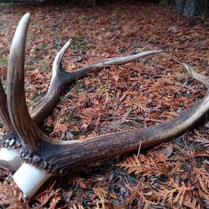 Real Red Deer Skull | Real European Red Deer Skull | Red Deer Wreath | Viking Set Skull Carving | Real Antlers Red Deer  | Unique Present
