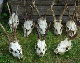 LOWER PRICE, Roe Deer SKULL, Real European Roe deer skull, Plain skull, Skull carving,  home decor deer antler, sheds, present set vikings